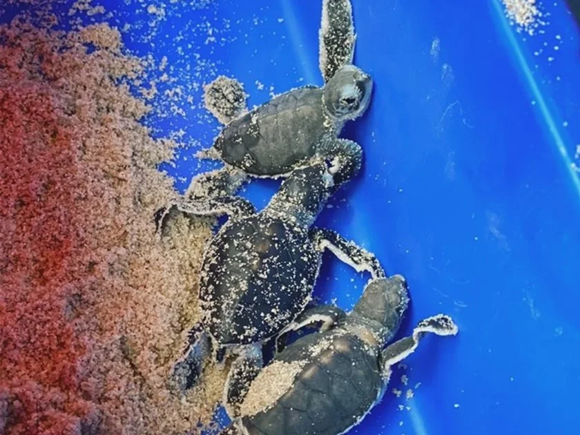 Turtle 2